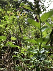 Veronicastrum loshanense