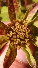 Bidens comosa