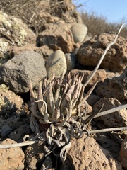 Dudleya cultrata