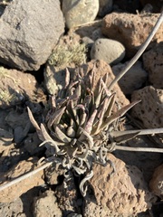 Dudleya cultrata