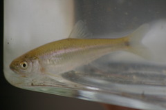 Cyprinella spiloptera