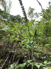 Veronicastrum loshanense