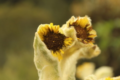 Espeletia barclayana