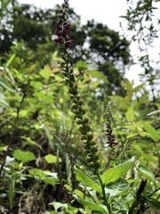Veronicastrum loshanense