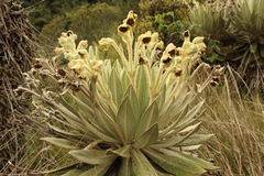 Espeletia barclayana