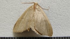 Macaria sulphurea