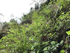 Veronicastrum loshanense