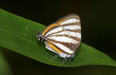 Arawacus aetolus