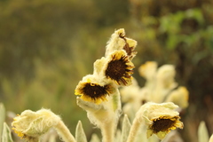 Espeletia barclayana