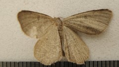 Macaria sulphurea