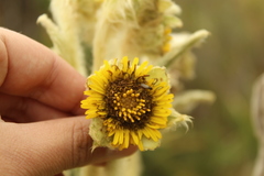 Espeletia barclayana
