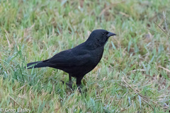 Chopi Blackbird photo 4