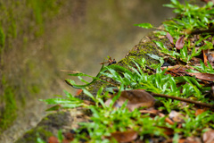 Tropidolaemus subannulatus