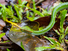 Tropidolaemus subannulatus