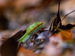 Tropidolaemus subannulatus
