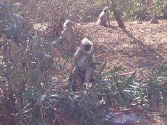 Semnopithecus entellus