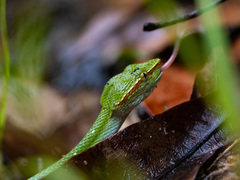 Tropidolaemus subannulatus