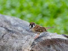 Passer montanus