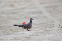 Streptopelia chinensis
