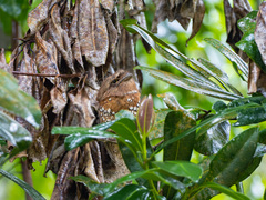 Batrachostomus cornutus