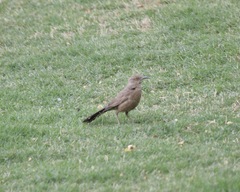 Toxostoma curvirostre