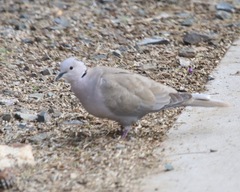 Streptopelia decaocto