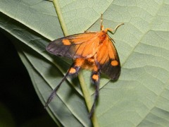 Semioptila