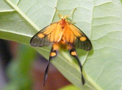 Semioptila