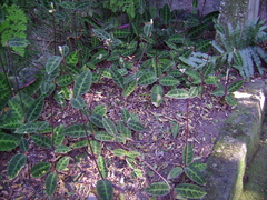 Goeppertia warszewiczii