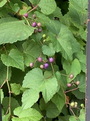 Ampelopsis glandulosa