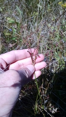 Juncus brachycephalus