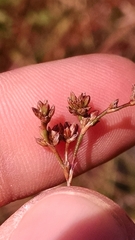 Juncus brachycephalus