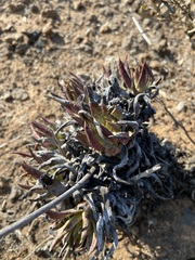 Dudleya cultrata