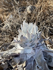 Dudleya anthonyi