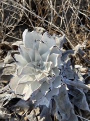 Dudleya anthonyi