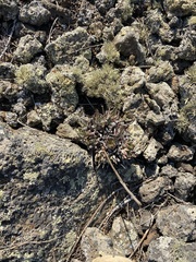 Dudleya cultrata