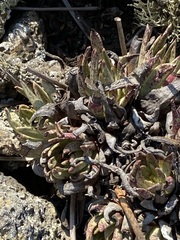 Dudleya cultrata