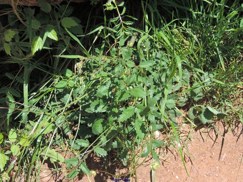 Sanguisorba lateriflora