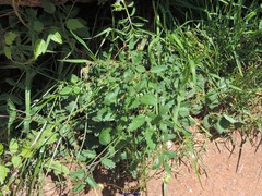 Sanguisorba lateriflora