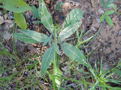 Hymenopappus artemisiifolius