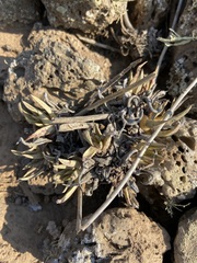 Dudleya cultrata