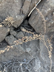 Dudleya cultrata