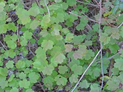 Acer granatense
