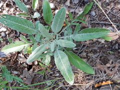 Hymenopappus artemisiifolius