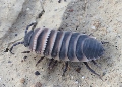 Hemilepistus klugii
