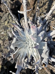 Dudleya anthonyi