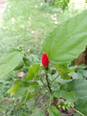 Malvaviscus penduliflorus