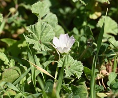 Malvella leprosa