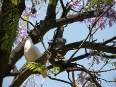 Columba livia domestica