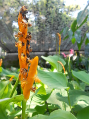 Koernickanthe orbiculata